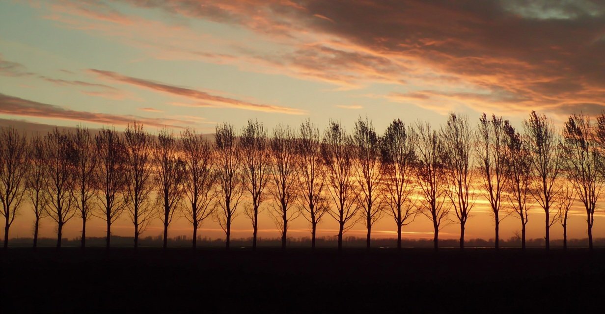 Alabama treeline at sunset